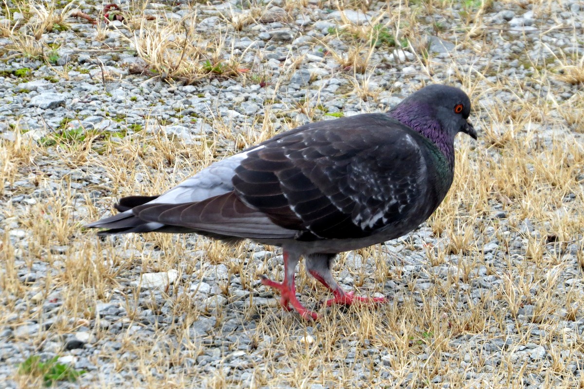 Rock Pigeon (Feral Pigeon) - Pat McKay