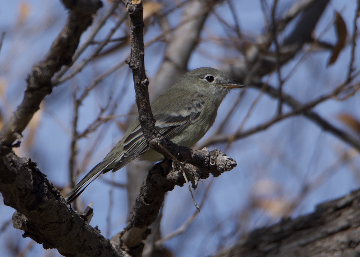 Gray Flycatcher - ML279768531