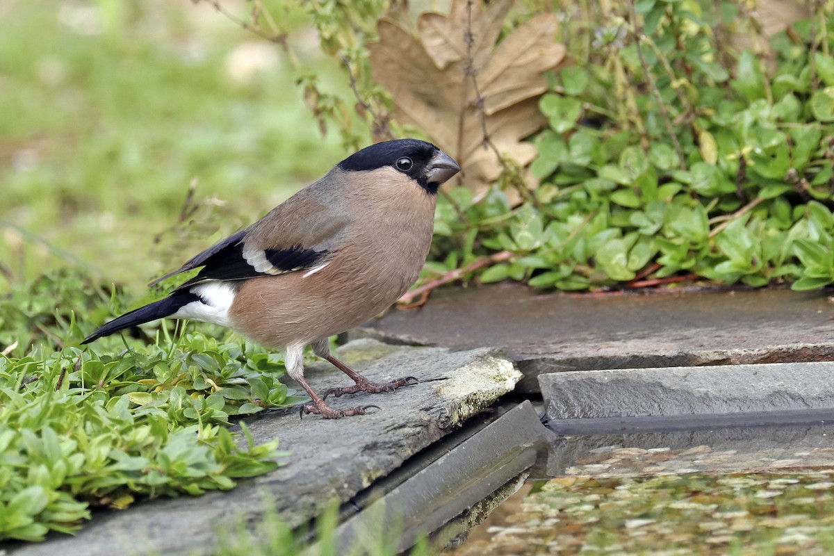 Eurasian Bullfinch - Francisco Barroqueiro