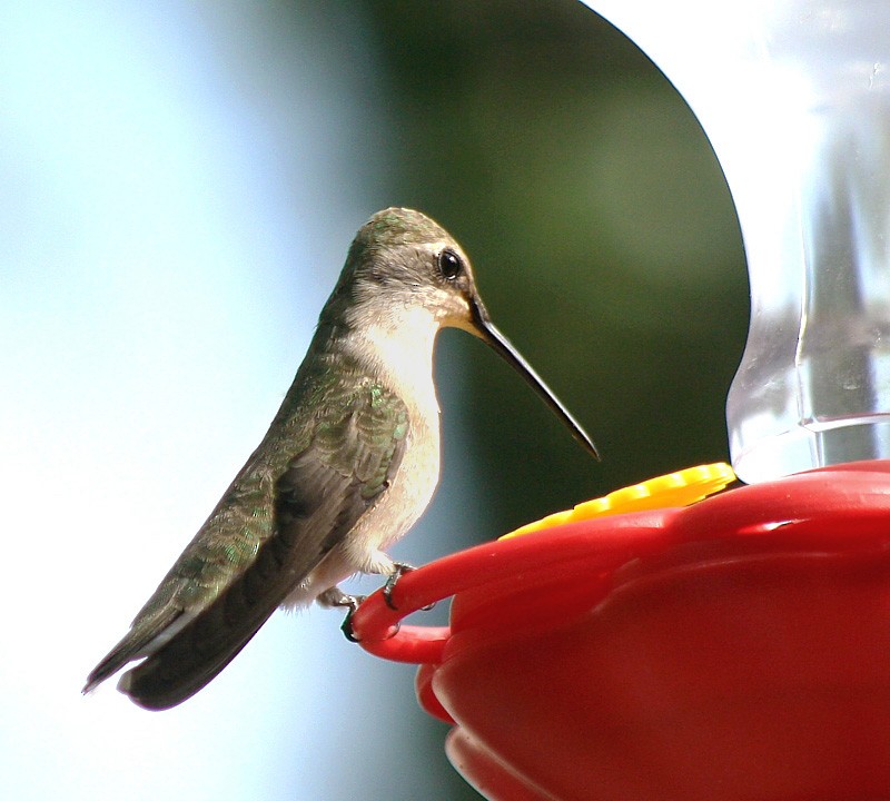 Black-chinned Hummingbird - ML279769461