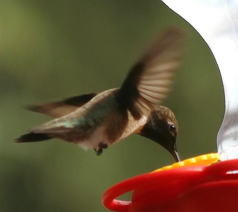 Black-chinned Hummingbird - ML279769471