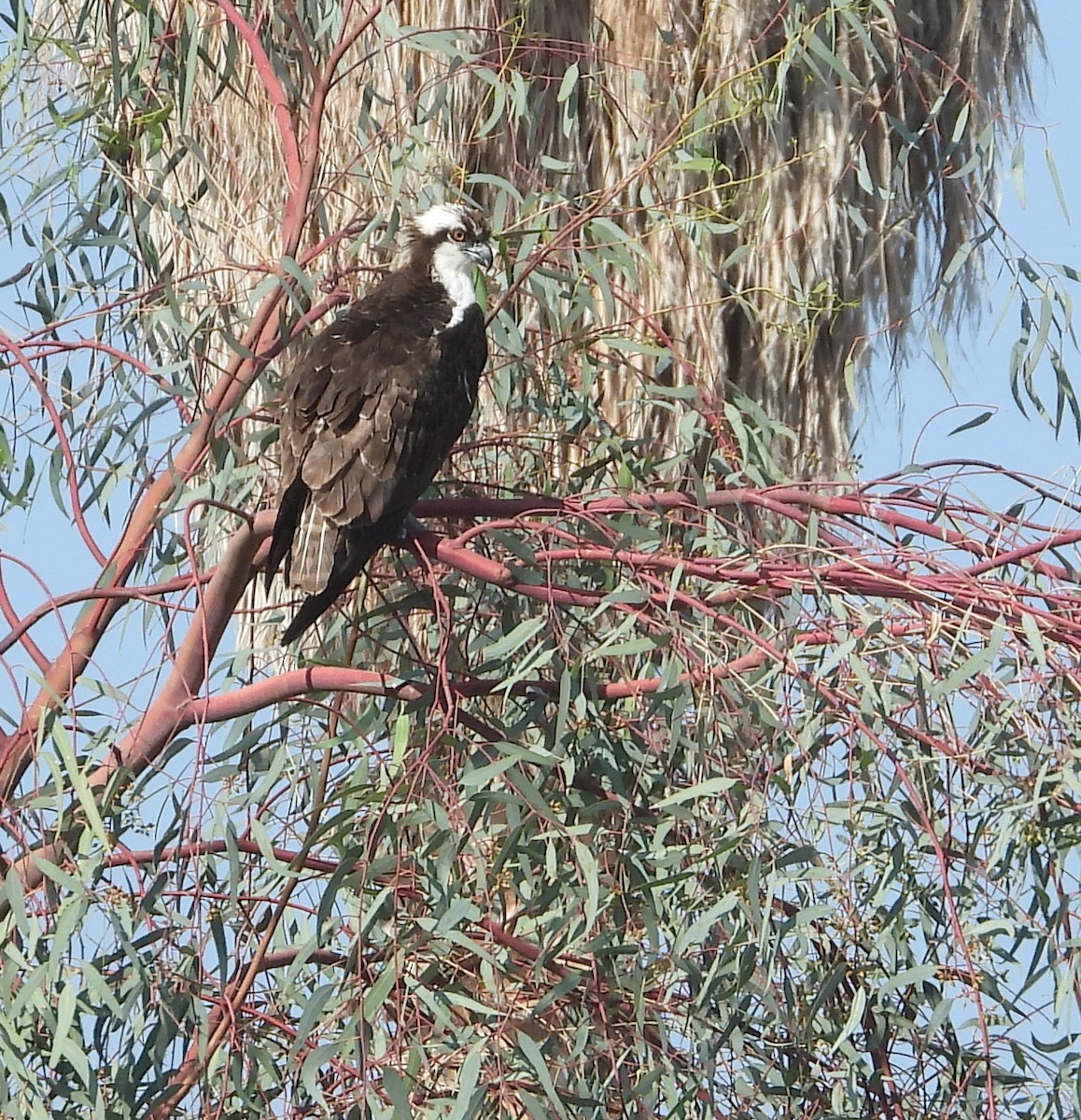 Osprey - ML279770891