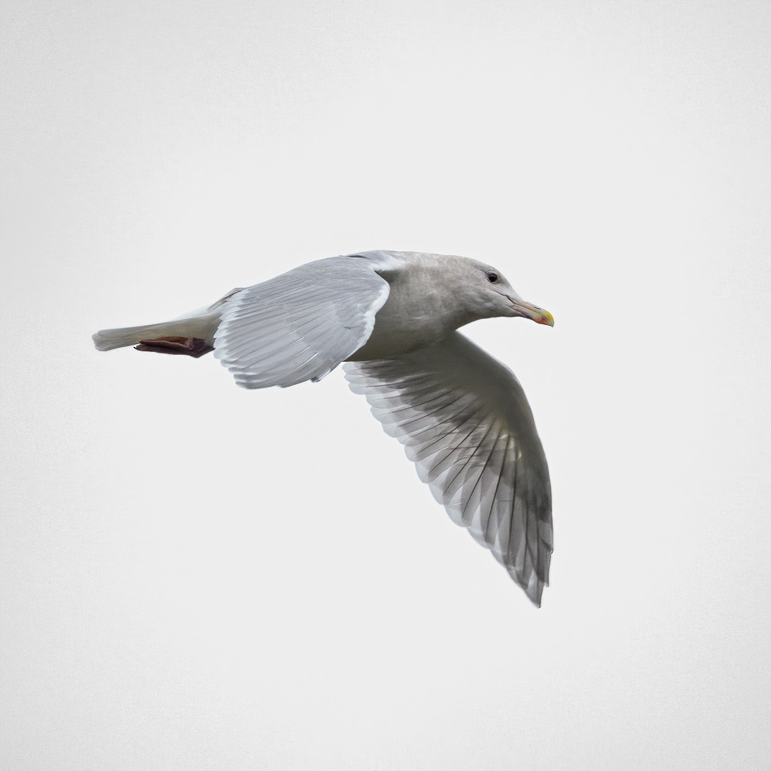 Glaucous-winged Gull - ML279772961