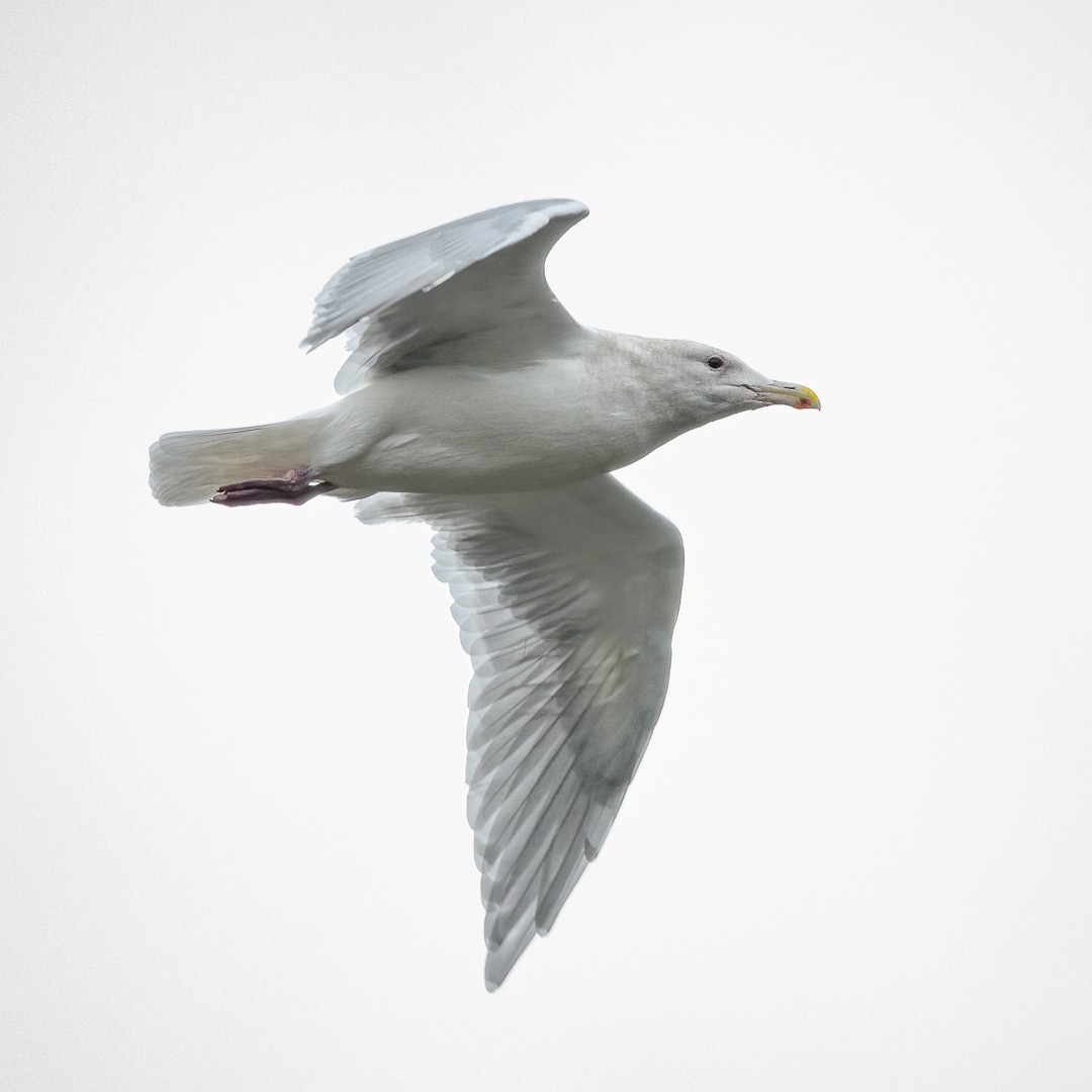 Glaucous-winged Gull - ML279772971