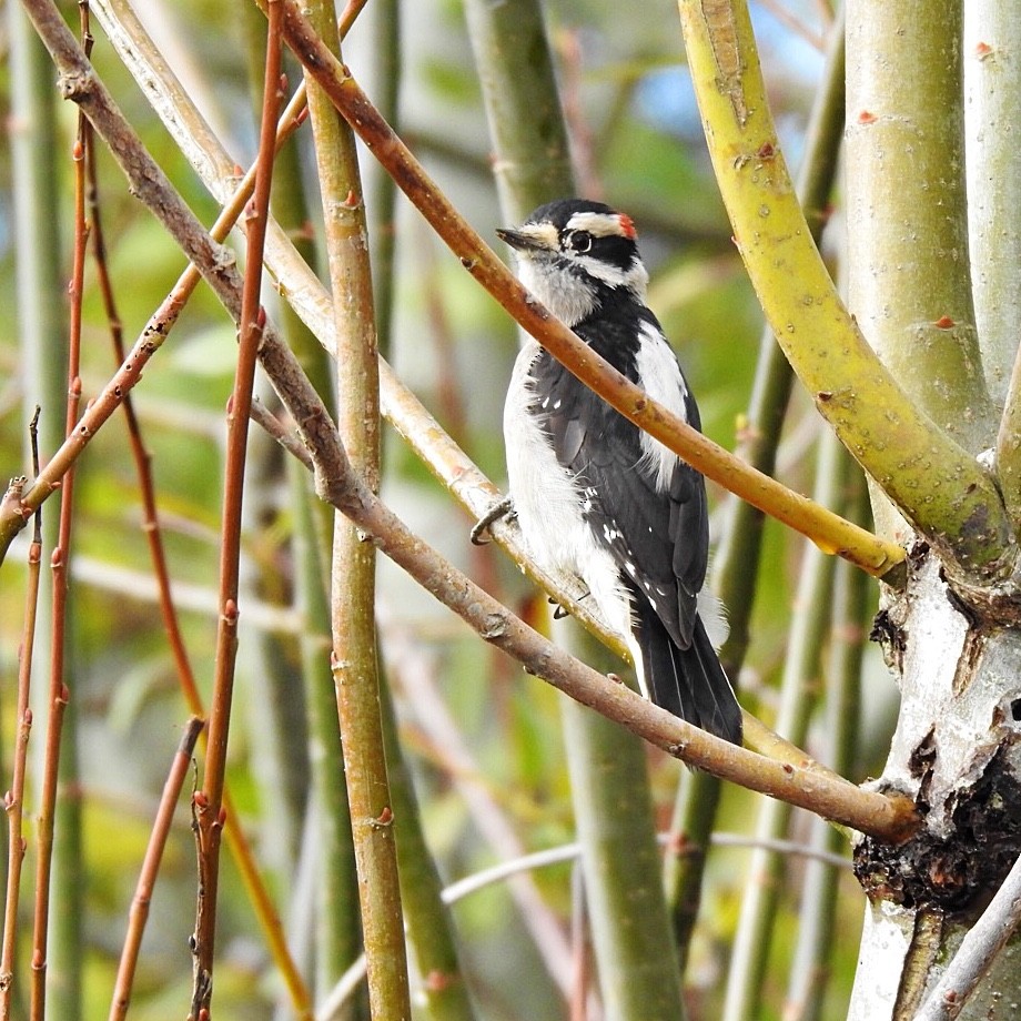 Downy Woodpecker - ML279773521