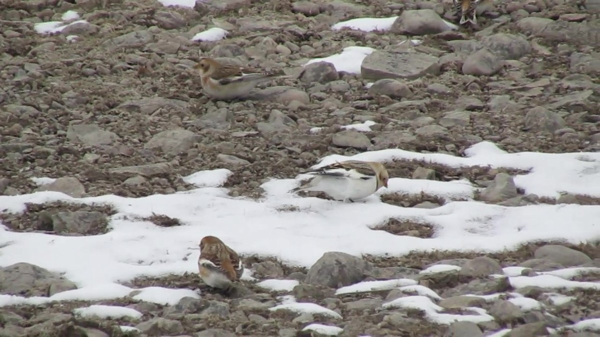 Snow Bunting - ML279776671