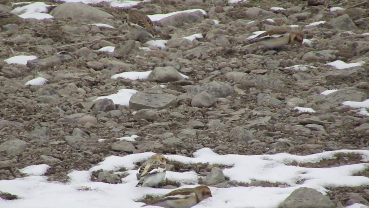 Snow Bunting - Dan Stoken