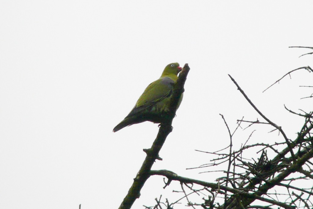 African Green-Pigeon - Justyn Stahl