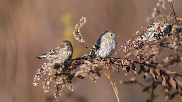 Pine Siskin - ML279779971