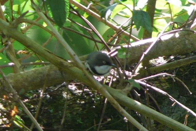 Bar-throated Apalis - ML279781371