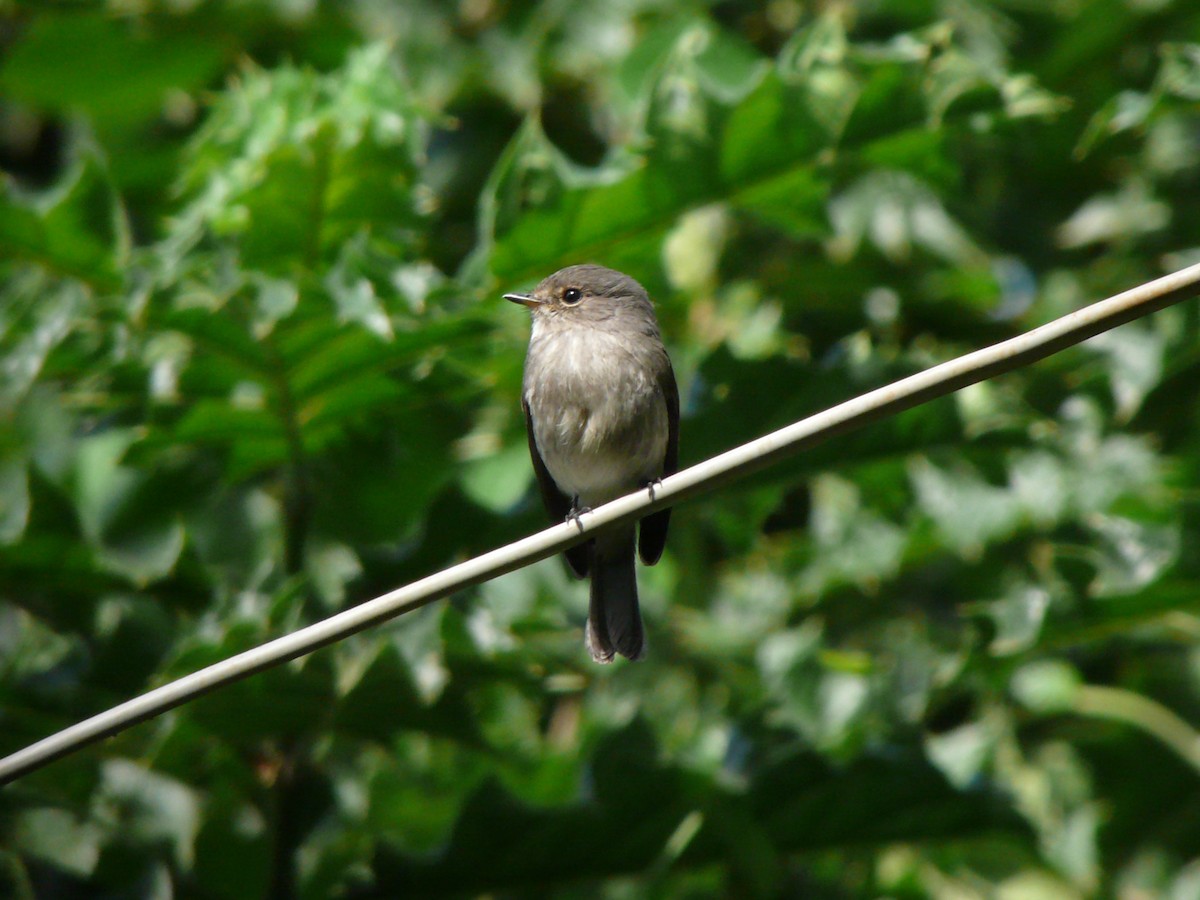 African Dusky Flycatcher - ML279781501