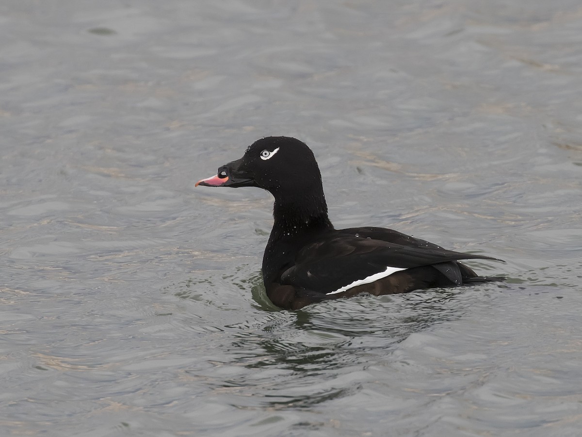 White-winged Scoter - ML279781891