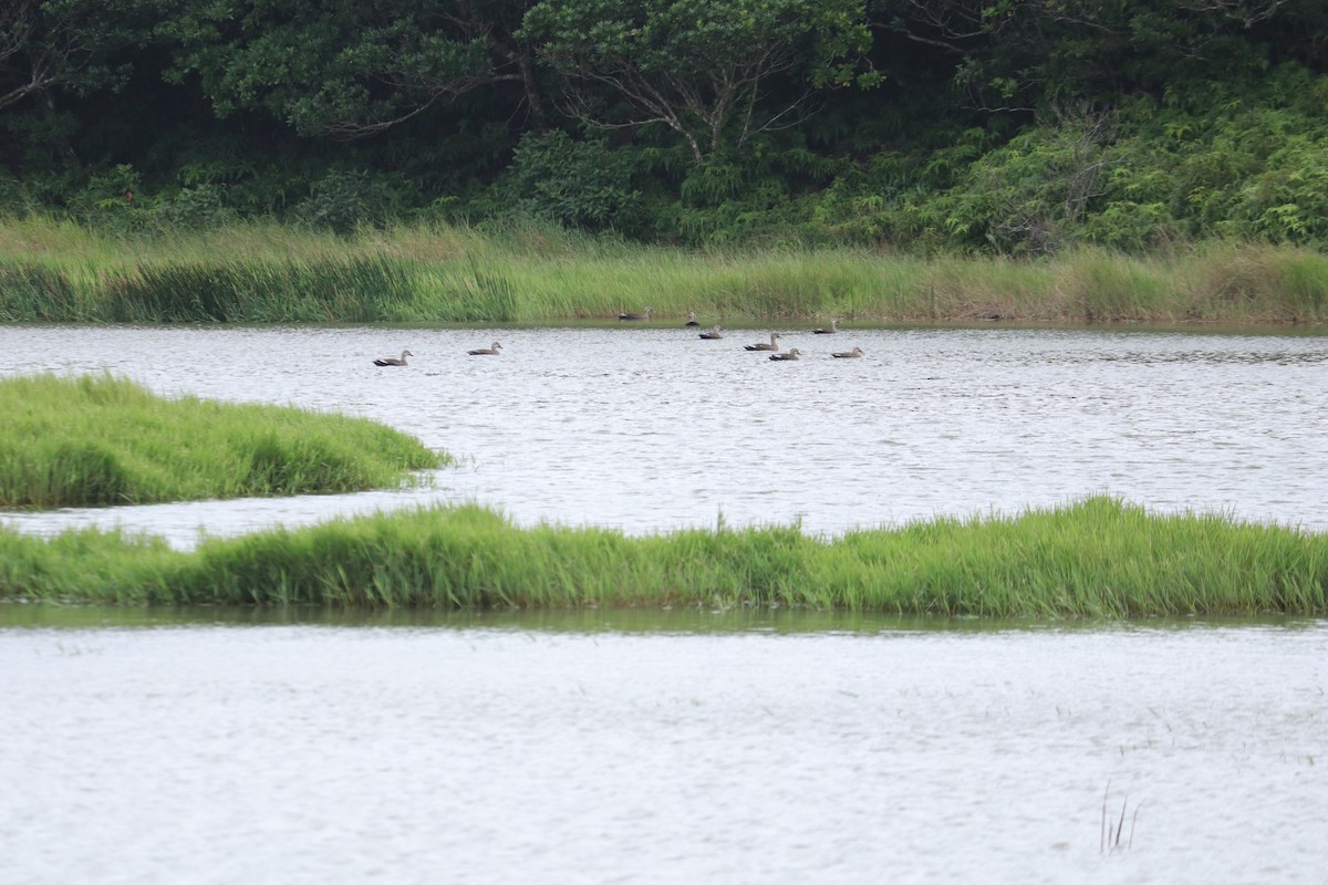 Eastern Spot-billed Duck - 王 敬皓