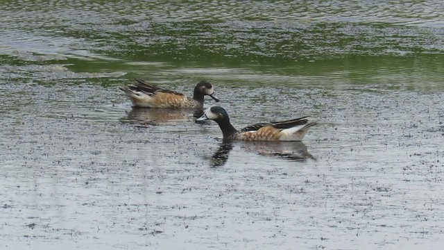 Chiloe Wigeon - ML279784161