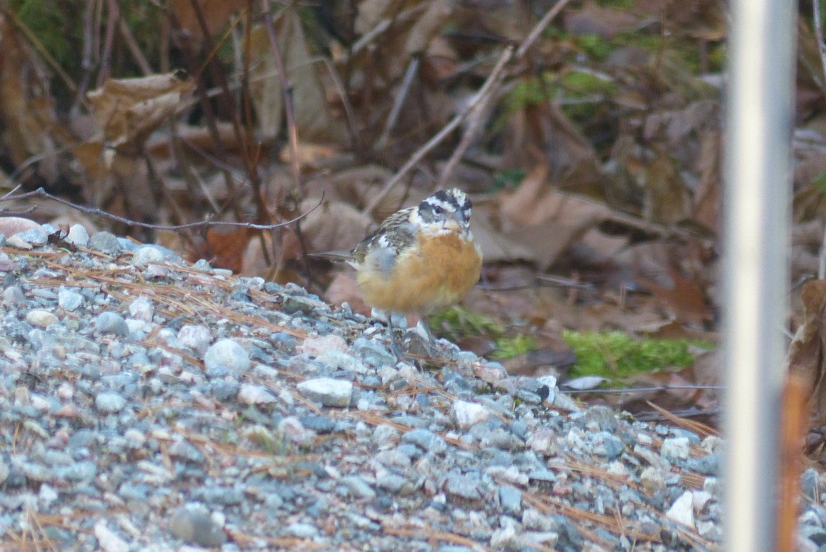 Black-headed Grosbeak - ML279784201