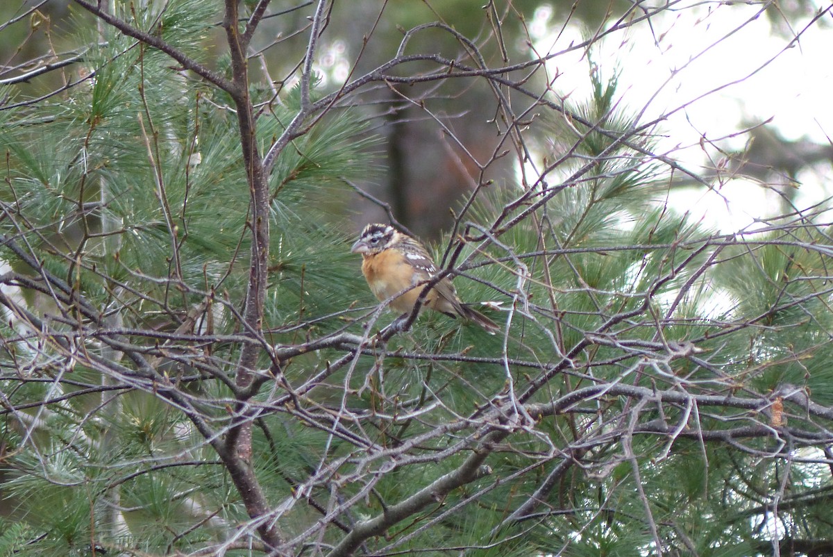 Black-headed Grosbeak - ML279784641