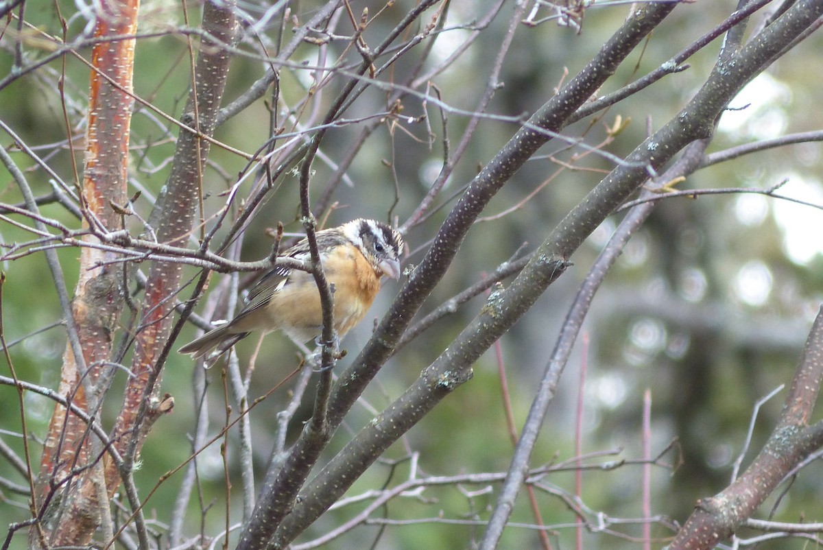 Black-headed Grosbeak - ML279784881