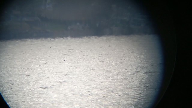 loon sp. - ML279785111