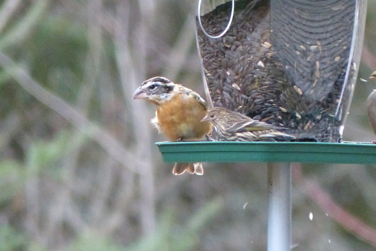 Black-headed Grosbeak - ML279785161