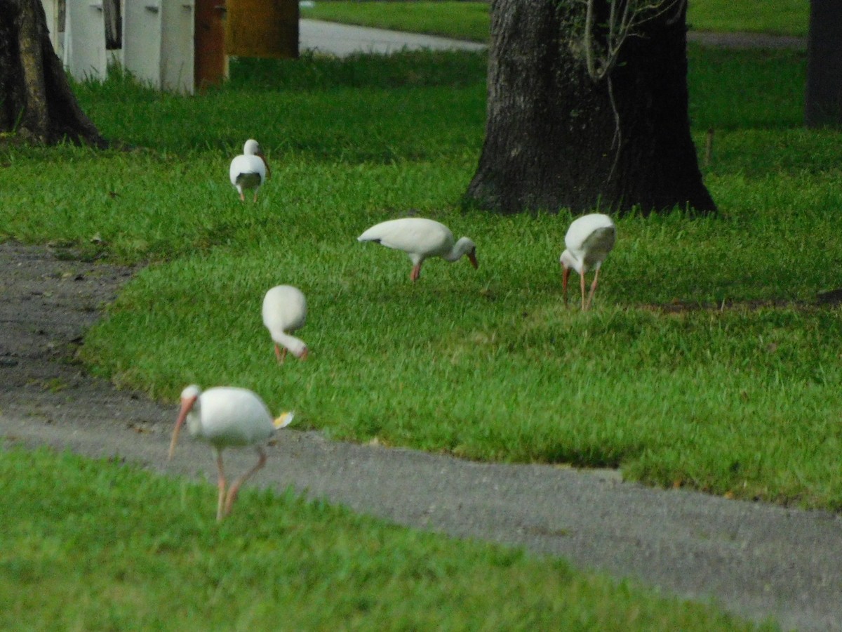 White Ibis - Isa R