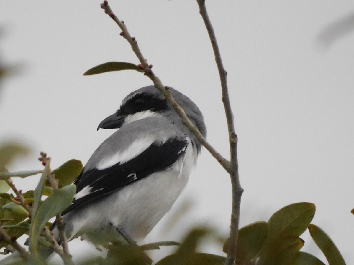 Loggerhead Shrike - ML279785761