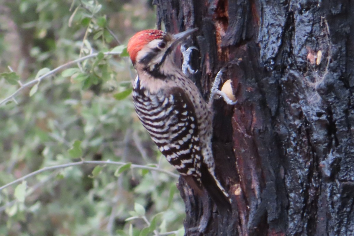 Ladder-backed Woodpecker - Susan Benedict