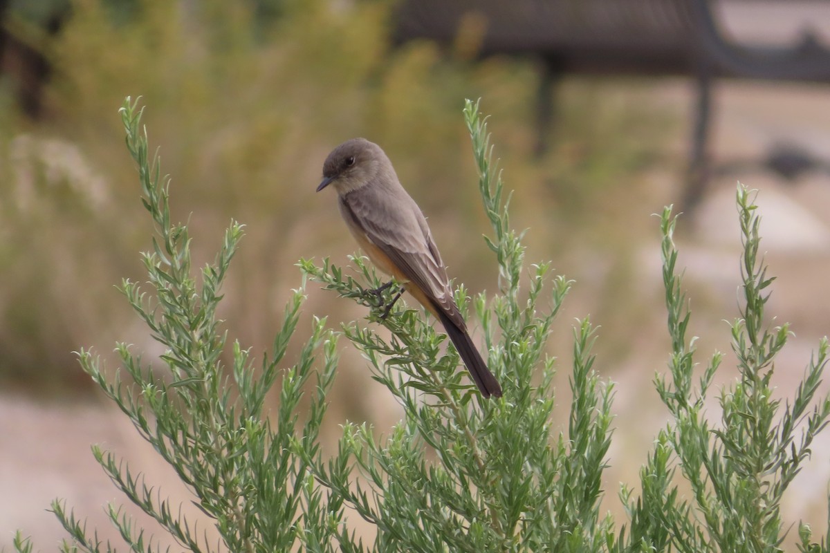 Say's Phoebe - ML279786151