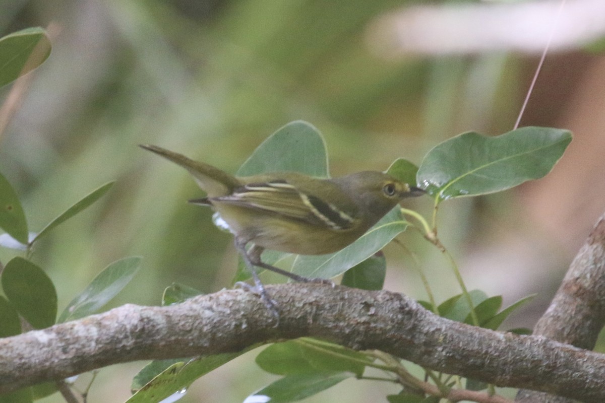 White-eyed Vireo - Vicki  Sandage