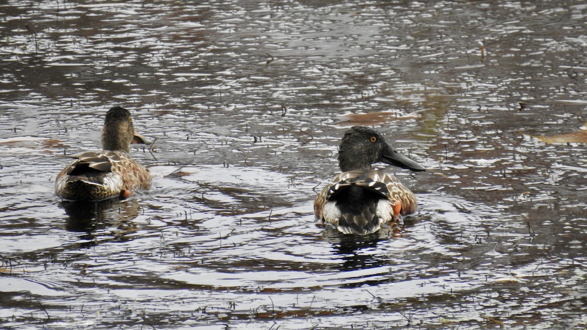 Northern Shoveler - ML279789371