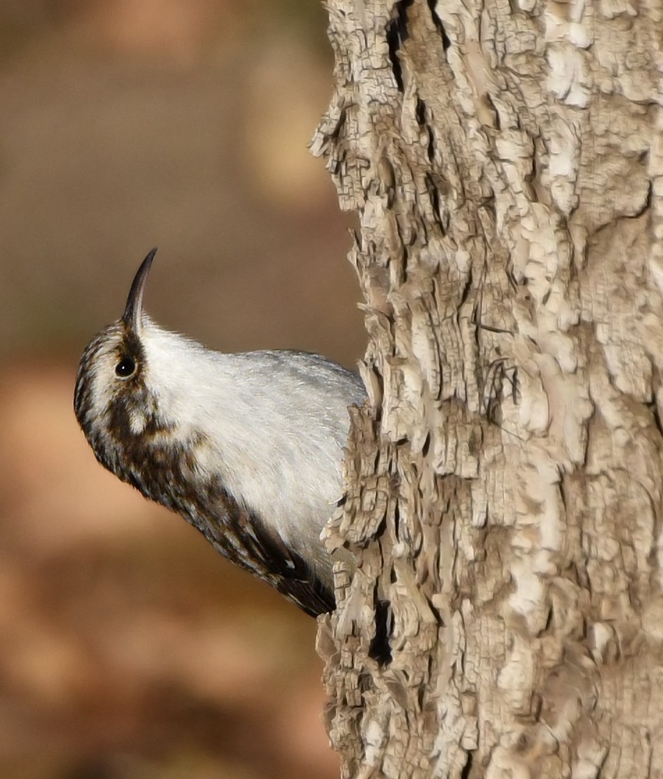 Brown Creeper (americana/nigrescens) - ML279791261