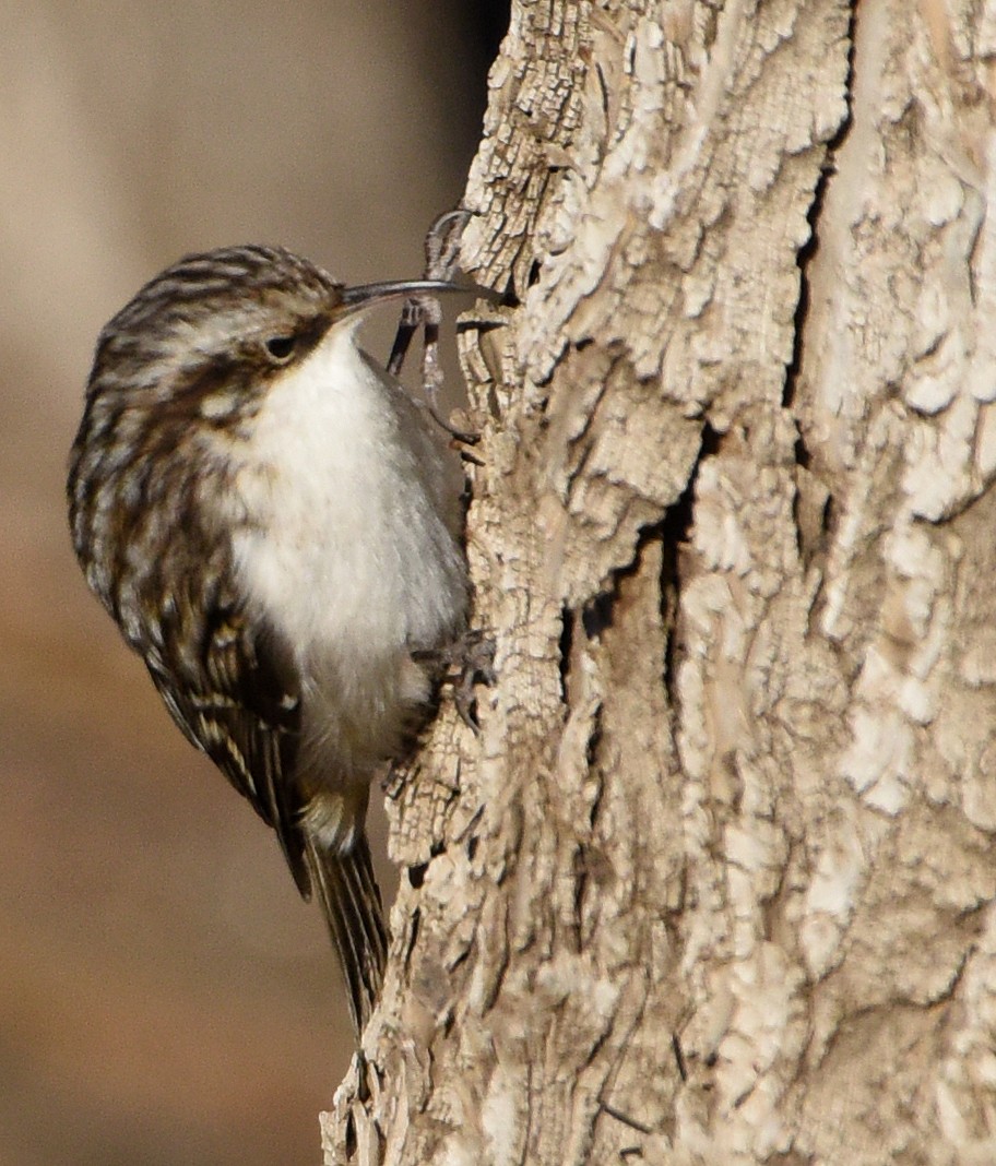 Brown Creeper (americana/nigrescens) - ML279791271