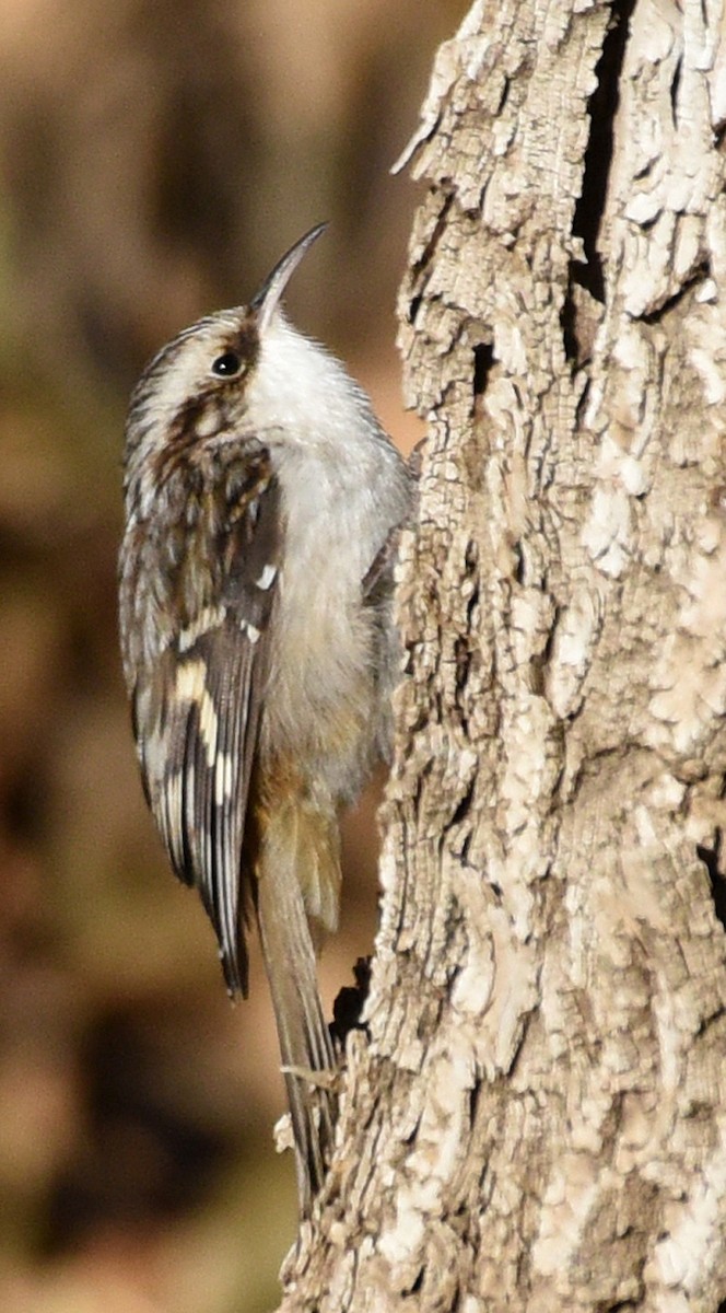 Brown Creeper (americana/nigrescens) - ML279791281
