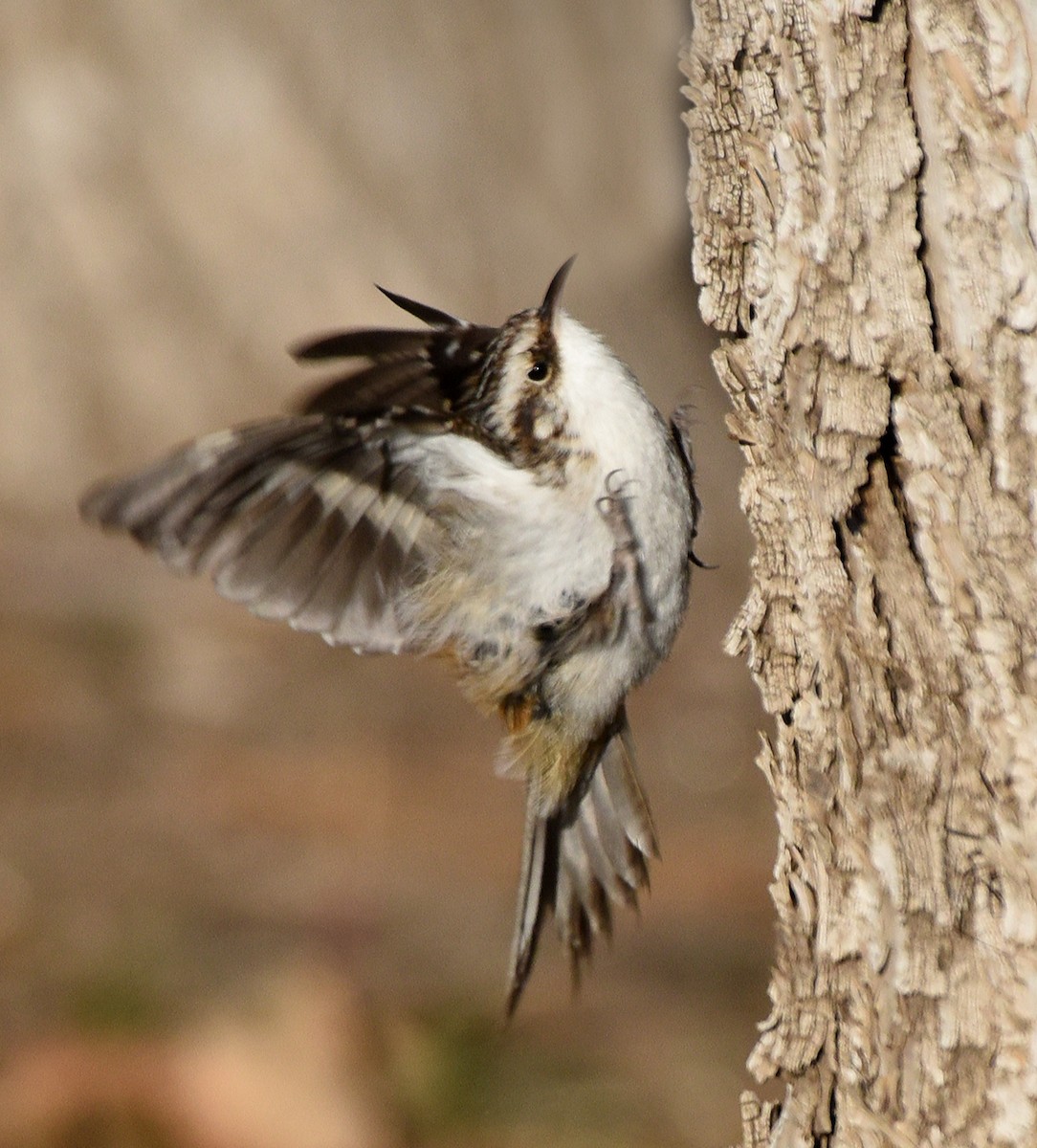 Brown Creeper (americana/nigrescens) - ML279791301