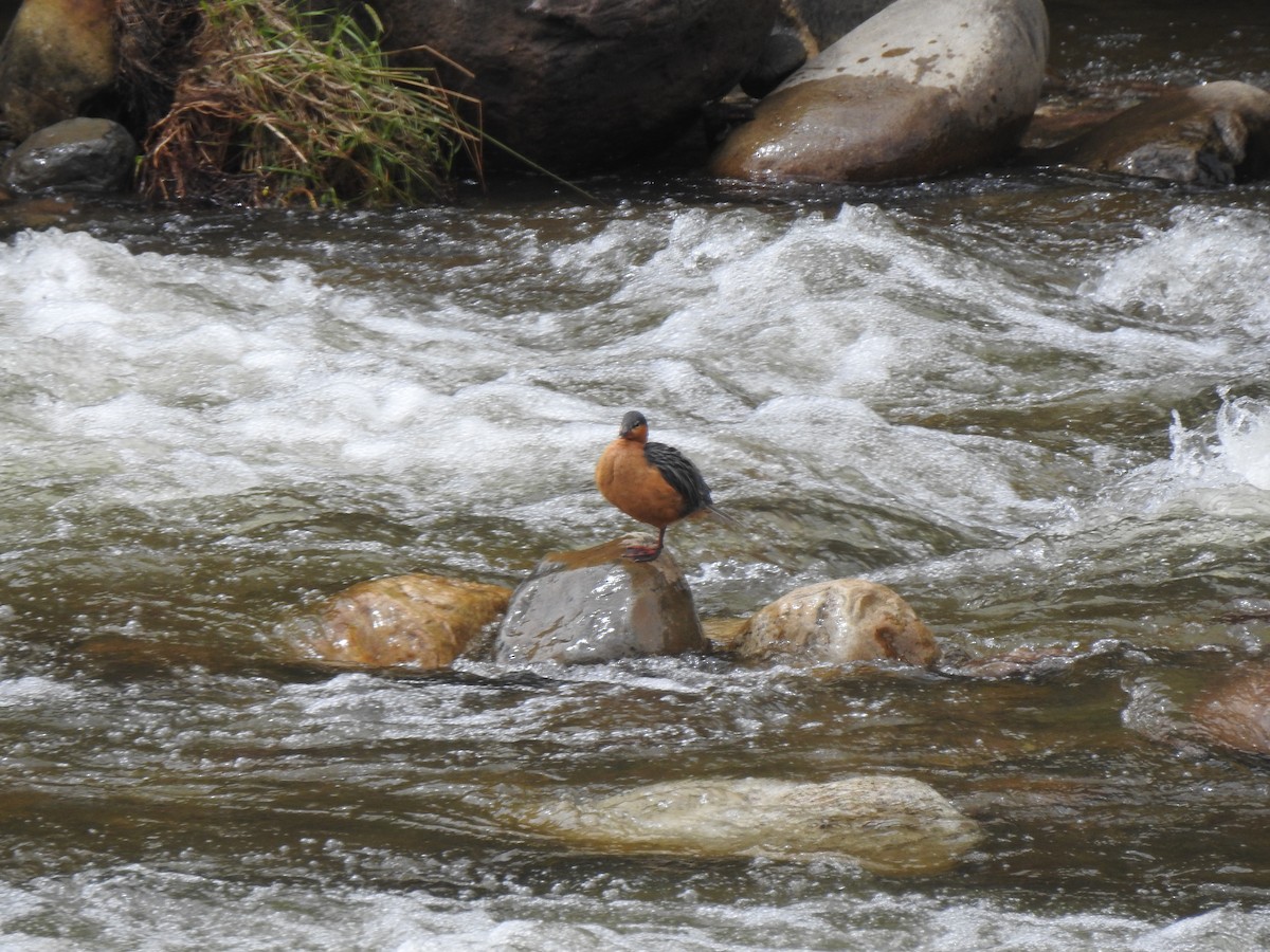 Torrent Duck - ML279792331