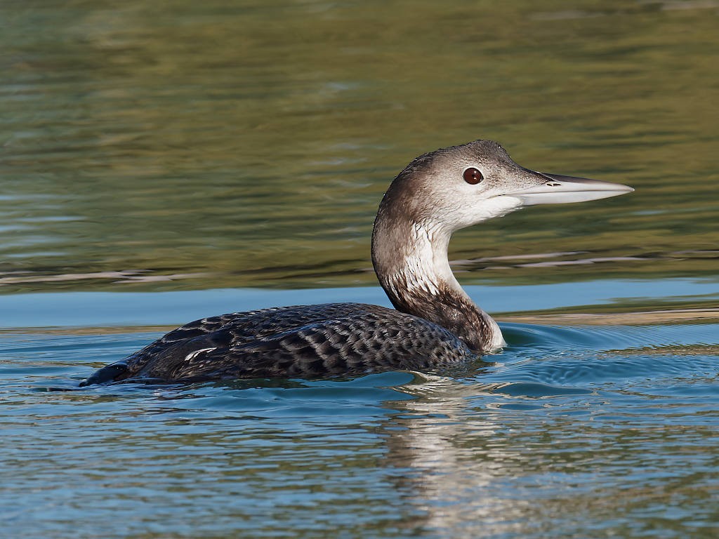 Common Loon - ML279792571