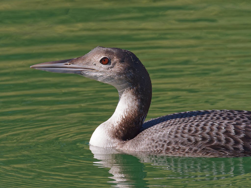 Common Loon - ML279792591