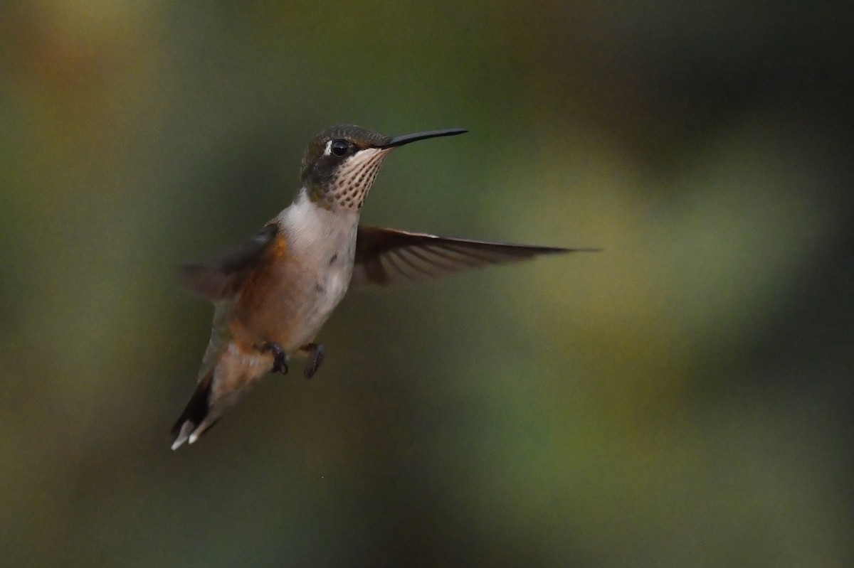 Ruby-throated Hummingbird - Jonathan Irons