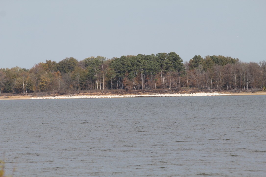 American White Pelican - ML279794731