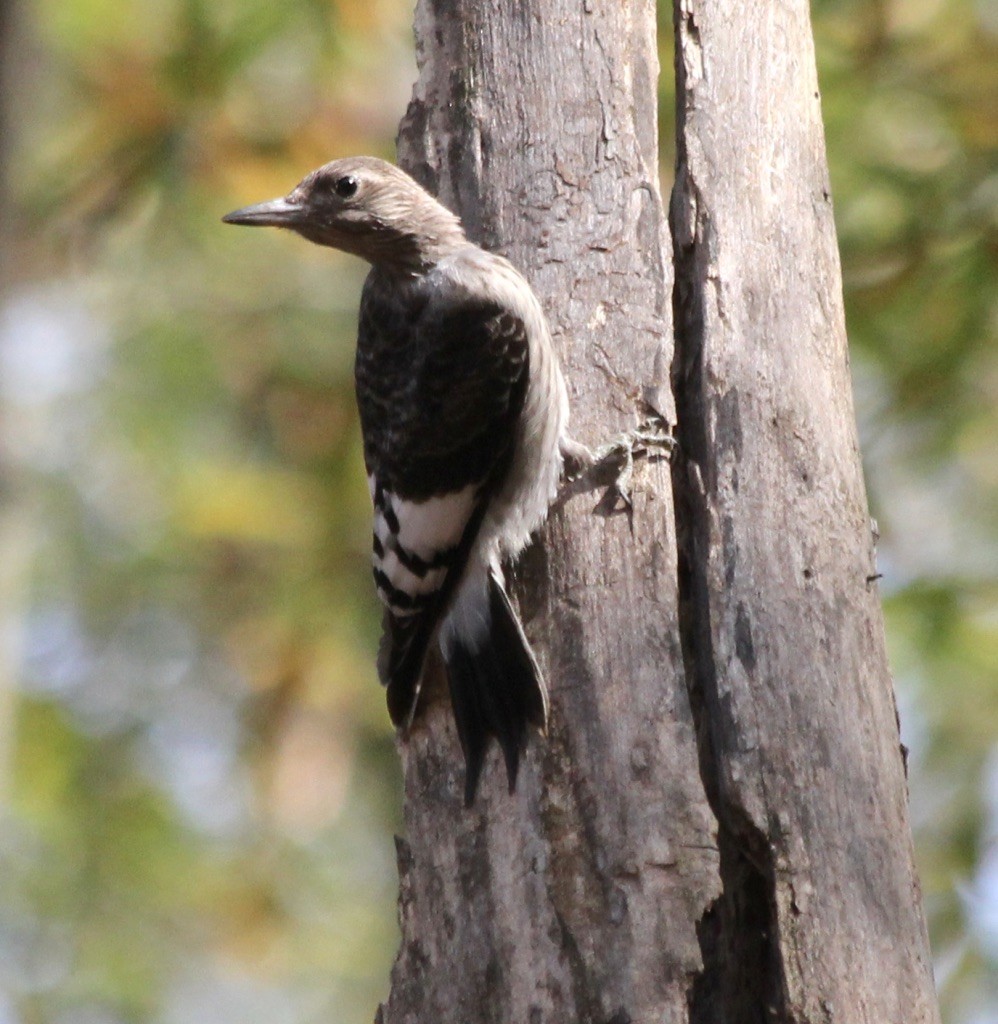 Red-headed Woodpecker - ML279795001