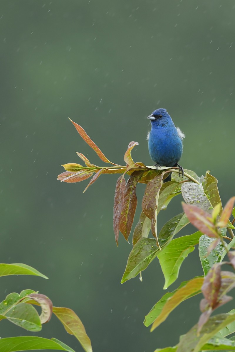 Indigo Bunting - ML279795131