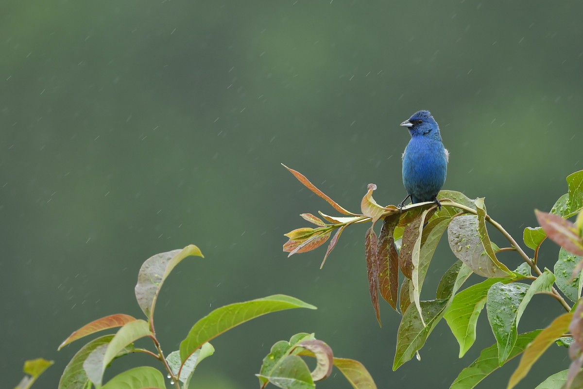 Indigo Bunting - ML279795151