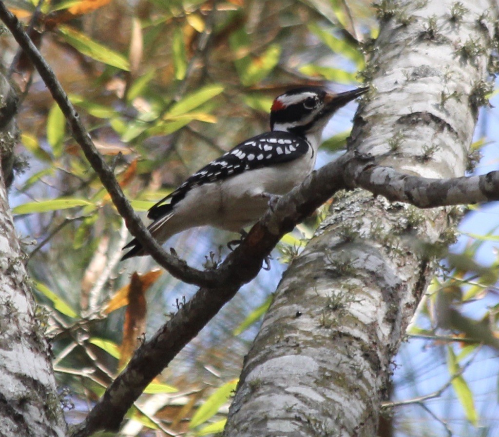 Hairy Woodpecker - ML279795171