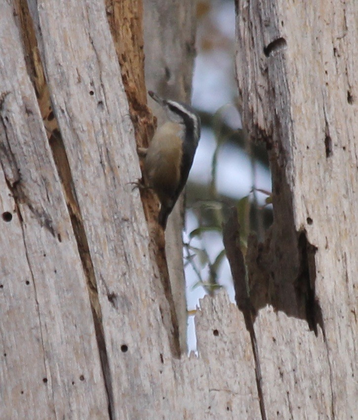 Red-breasted Nuthatch - ML279795321