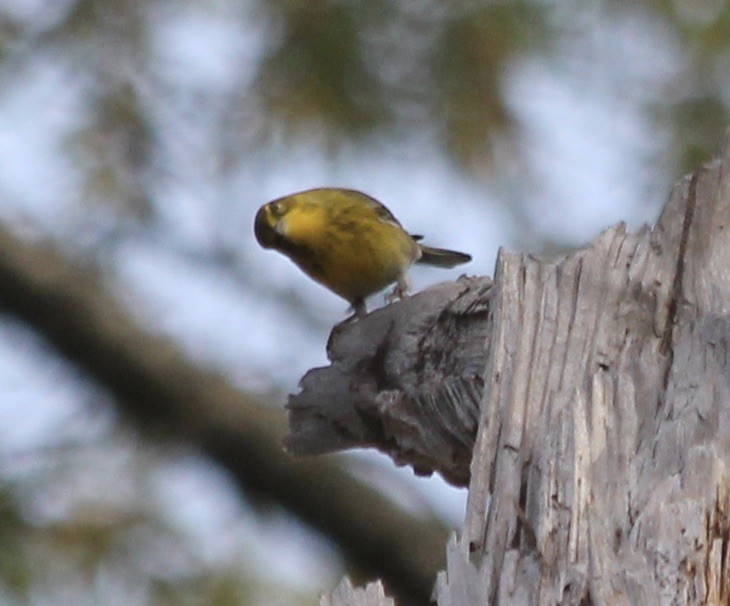 Pine Warbler - ML279795381