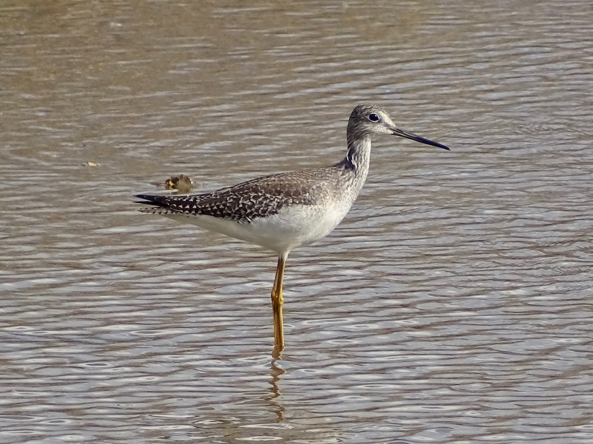 Greater Yellowlegs - Jeffrey Roth