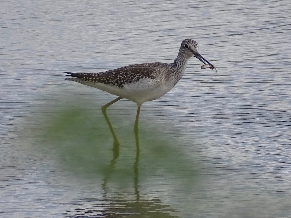 Greater Yellowlegs - ML279795711