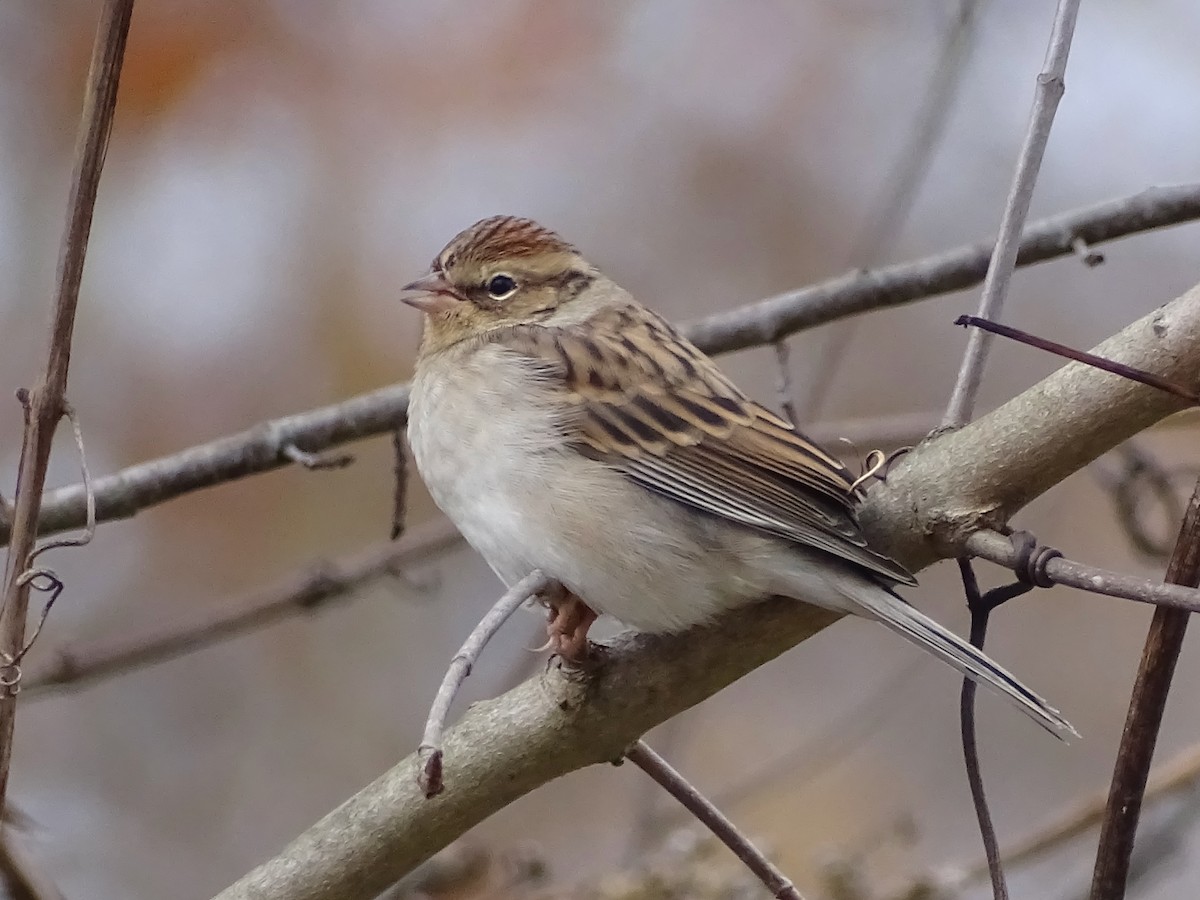 Chipping Sparrow - ML279796481