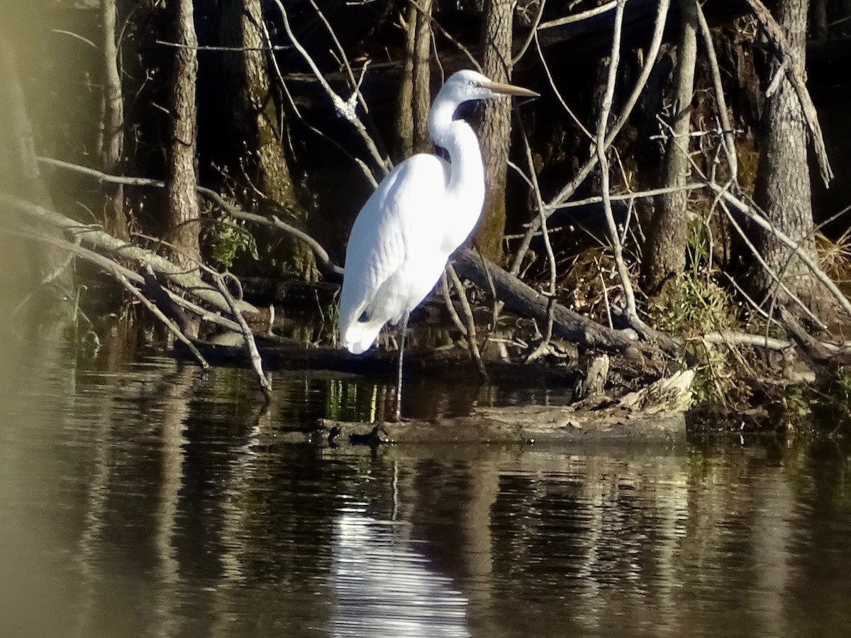 Great Egret - ML279796741