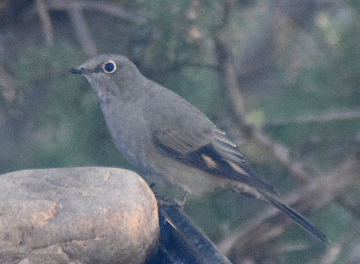 Townsend's Solitaire - ML279796771