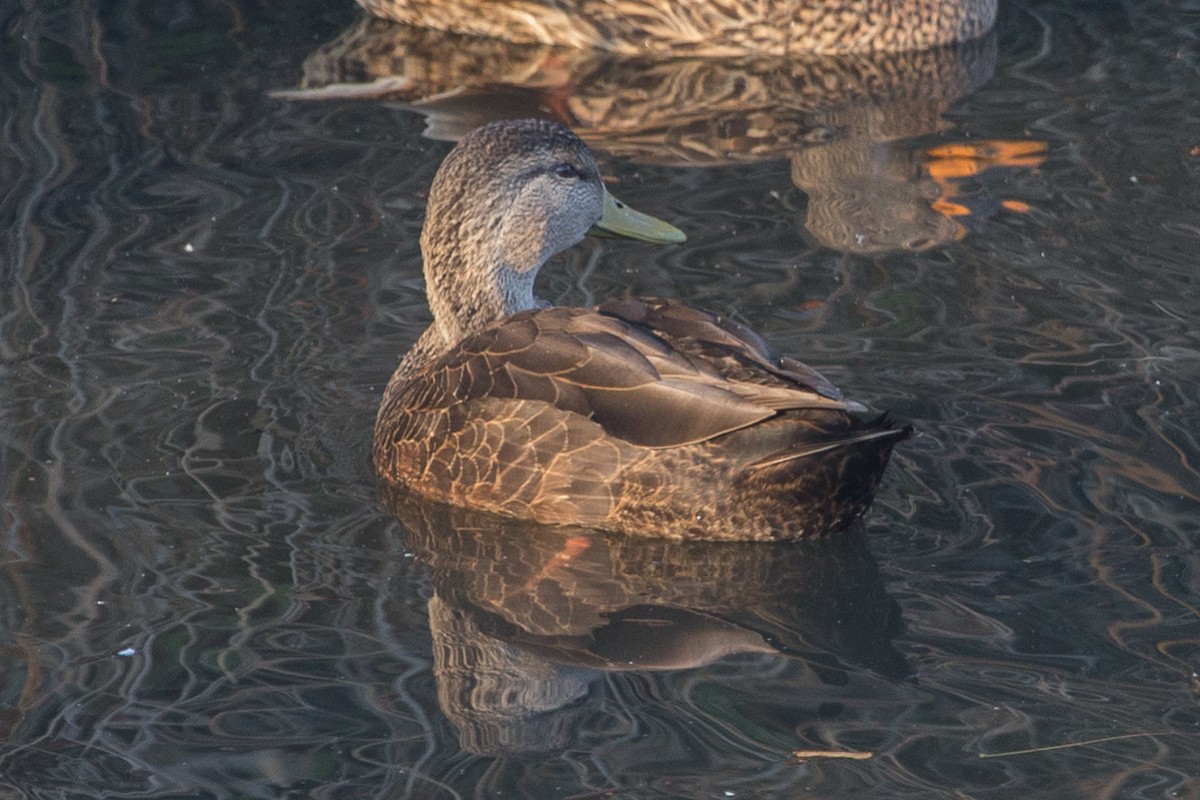 American Black Duck - ML279797251